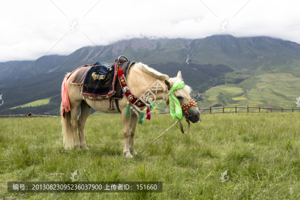 祁連山馬