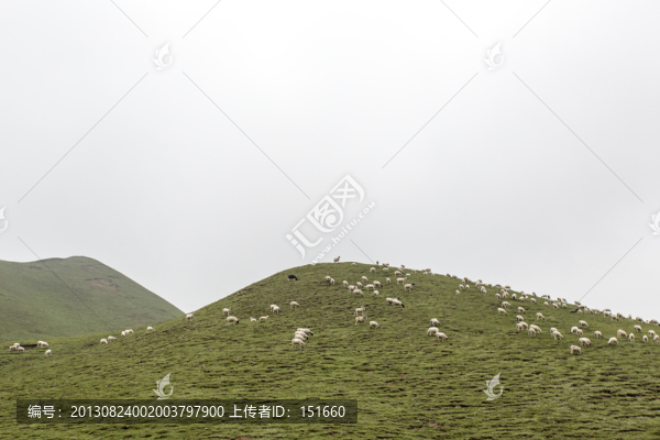 山羊