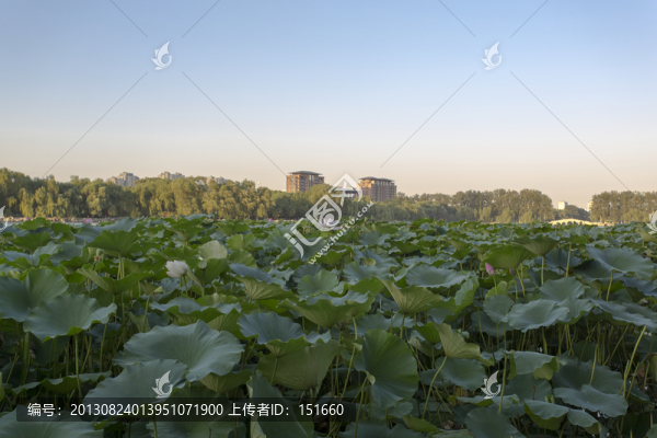 北京玉淵潭公園荷塘