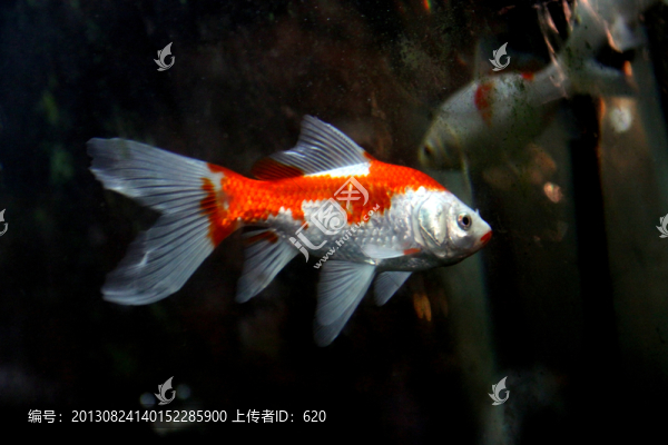 魚