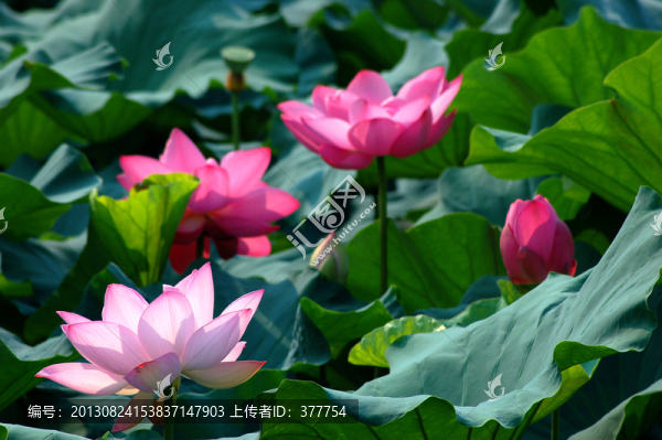 荷花