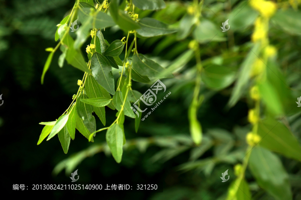 棗花棗葉