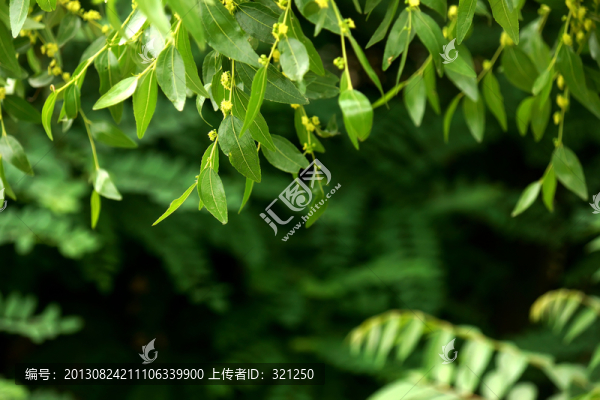 棗葉