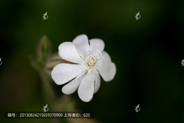 白花
