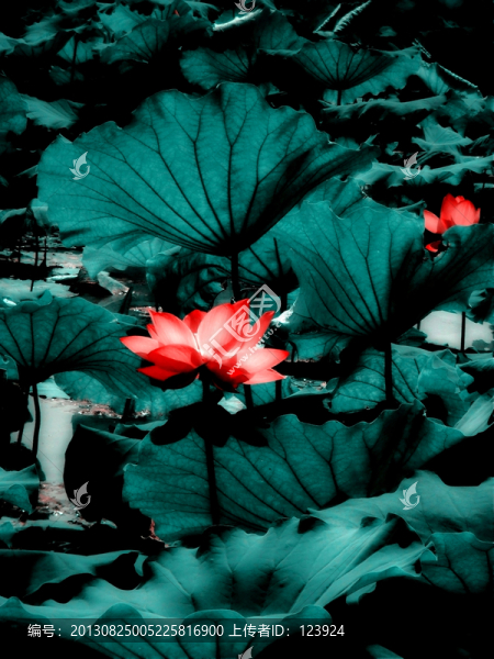 荷韻