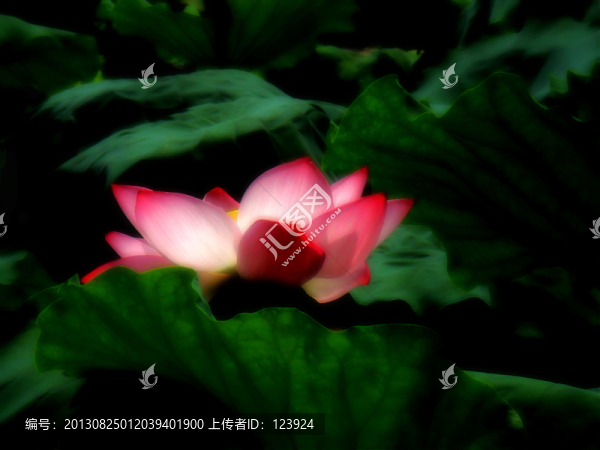 荷韻
