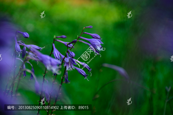 玉簪花