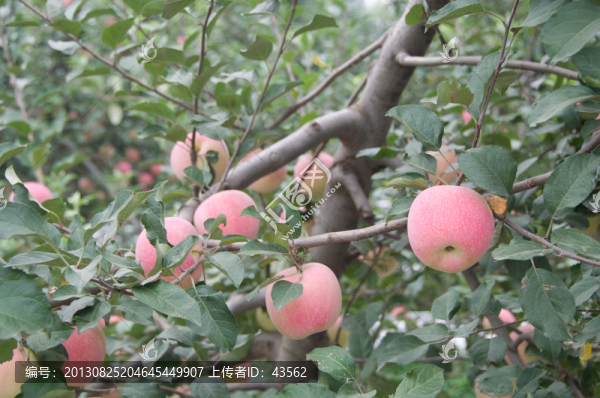 蘋果樹(shù)