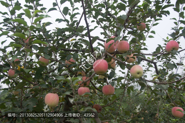 蘋果樹