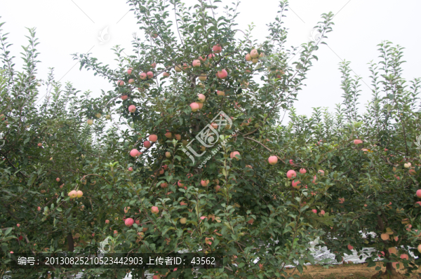 蘋(píng)果