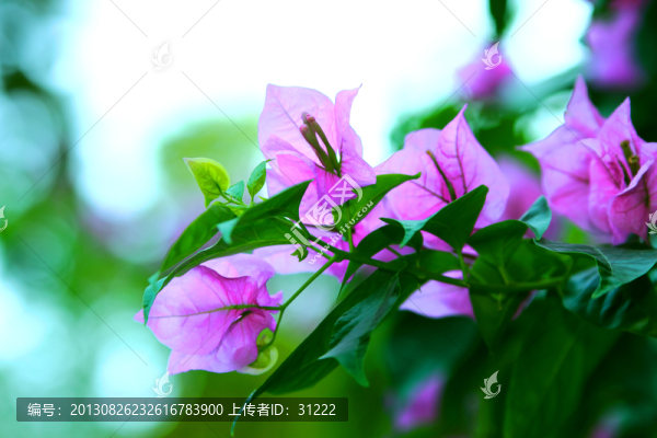 盛開的三角梅