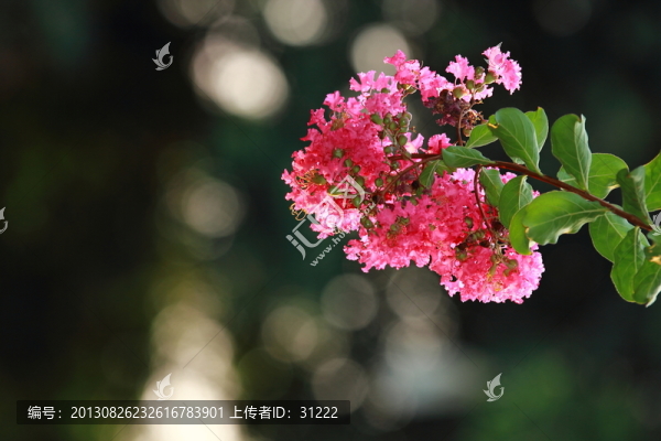 紫薇花
