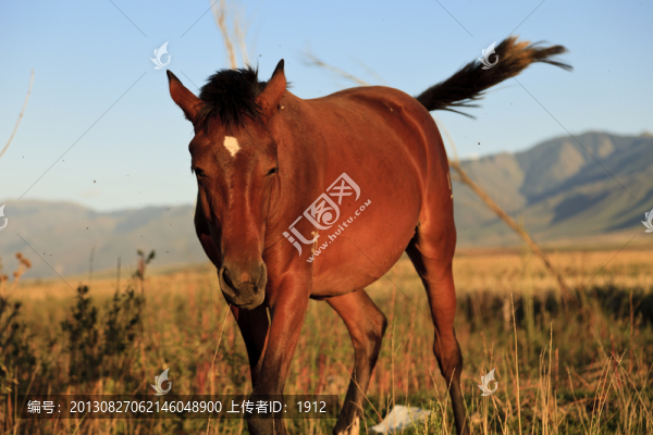 馬