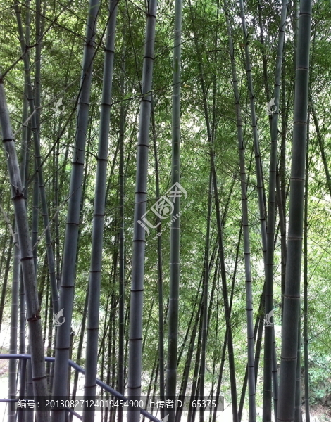 竹林