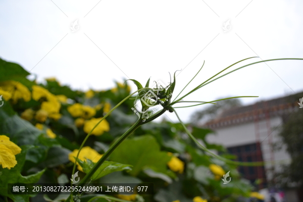 絲瓜花