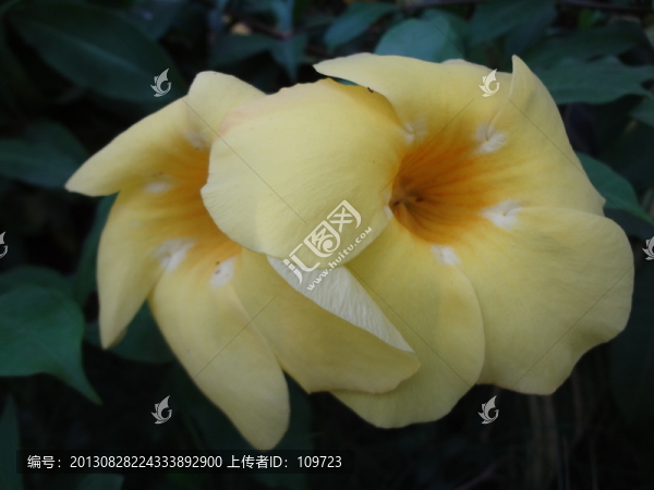黃花夾竹桃