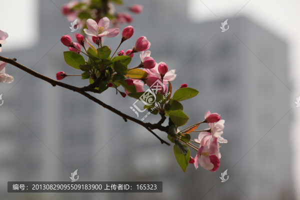 海棠