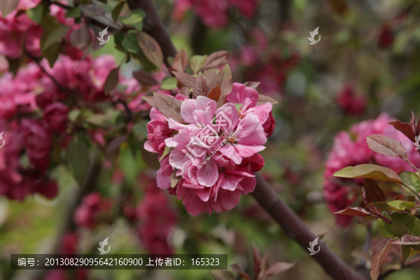 花中神仙
