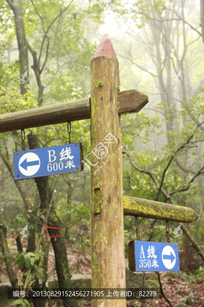 樹木指示牌