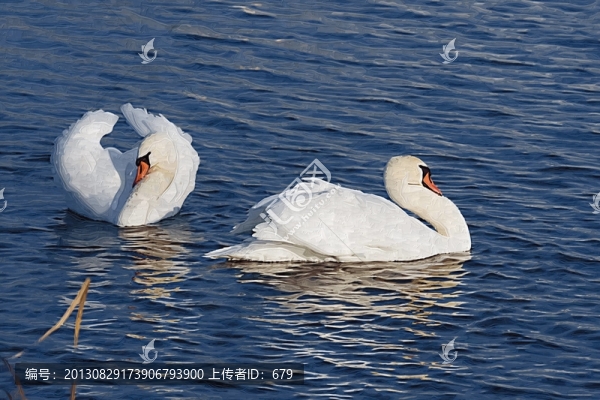 天鵝,,裝飾畫