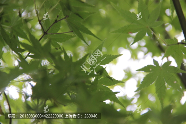 綠楓