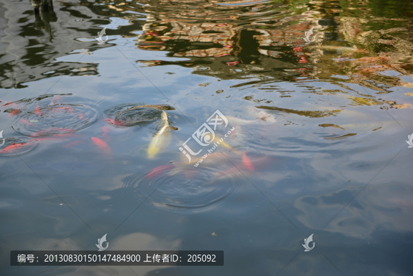 鯉魚(yú)