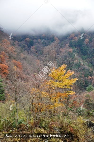 紅葉