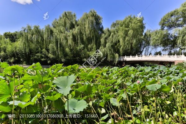 北京紫竹院公園荷花池