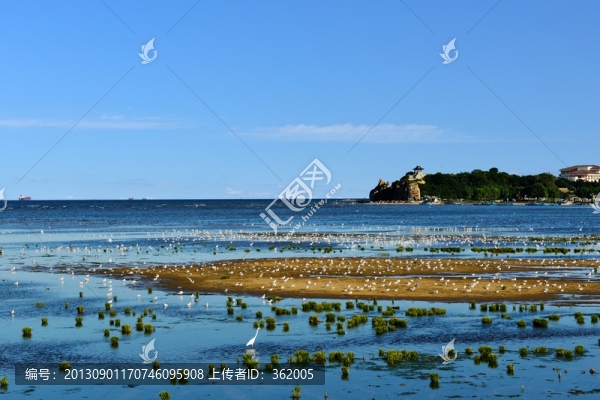 萬鳥臨海,北戴河濕地