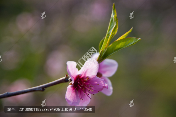 桃花