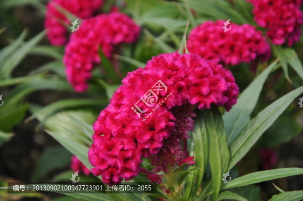 雞冠花