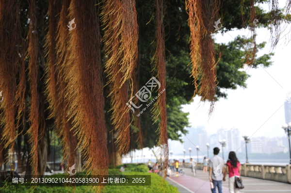 榕樹根須