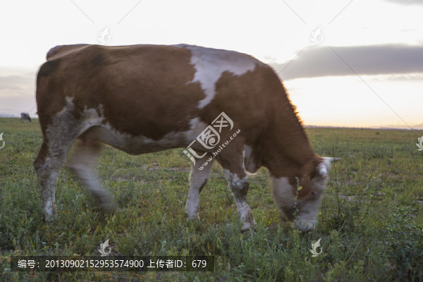 牛