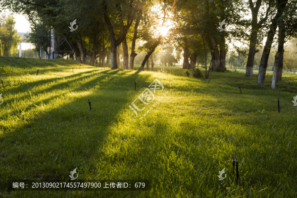 樹林,草坪