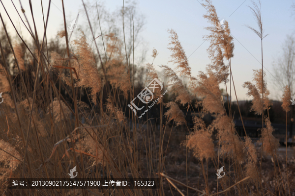蘆花素材