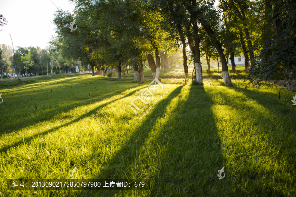 樹林,,草坪