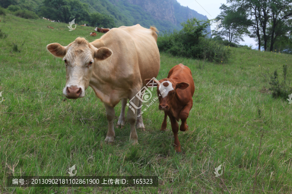 牛媽媽,牛寶寶