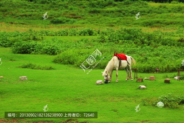 草原上的馬