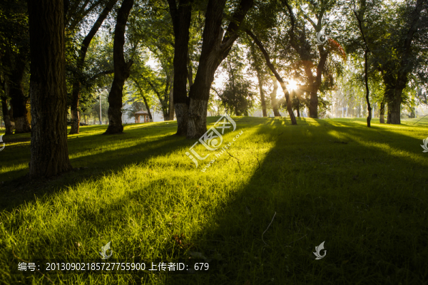 樹林,,草坪