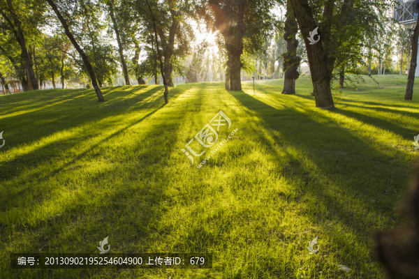 樹林,草坪