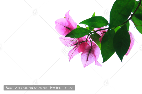 三角梅