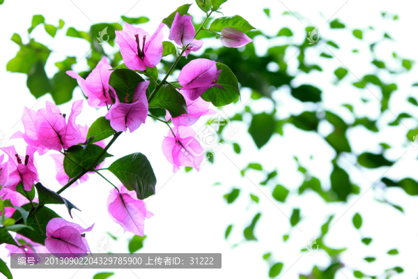 三角梅