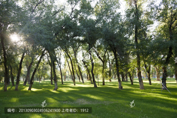 綠樹(shù)林