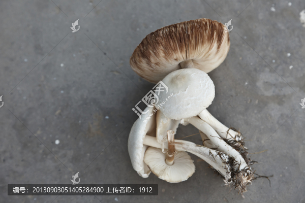 蘑菇