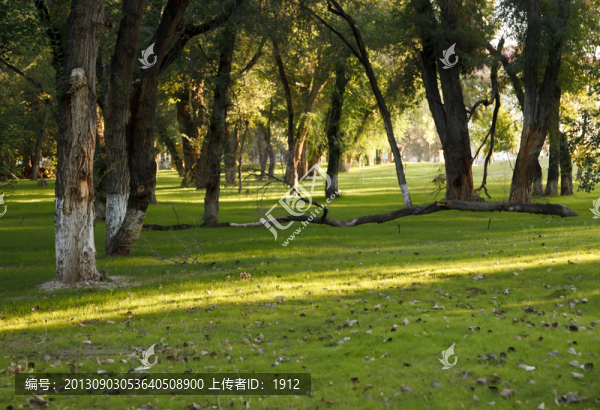 綠樹林