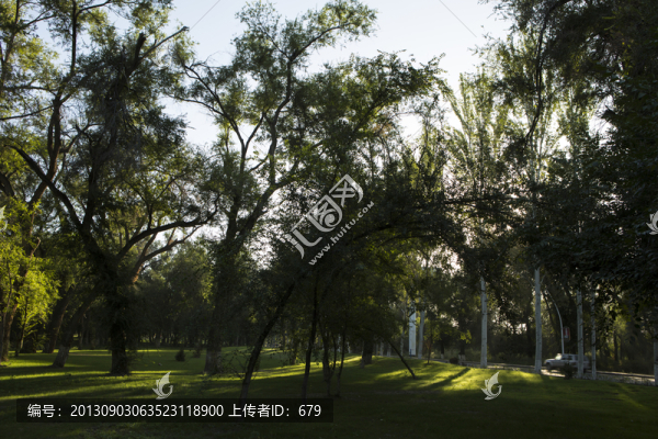 樹林,草坪