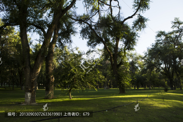樹(shù)林,草坪