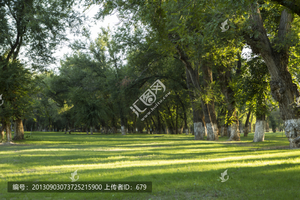 樹林,,綠化