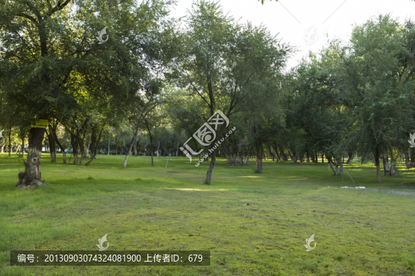 樹林,,草坪