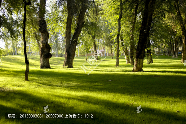 樹(shù)林
